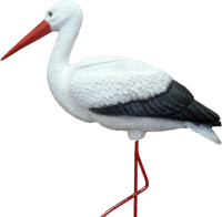 a stork